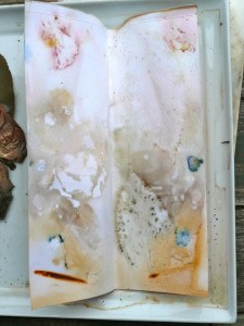 Snapdragon, pansies, lemon balm