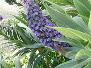 Blue flowered plant