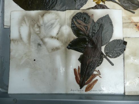 Lemon balm leaves, aquilegia flowers