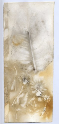 Dock leaf and pittosporum flowers