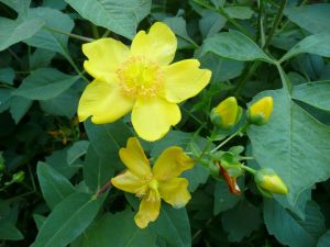 St Johns Wort flower