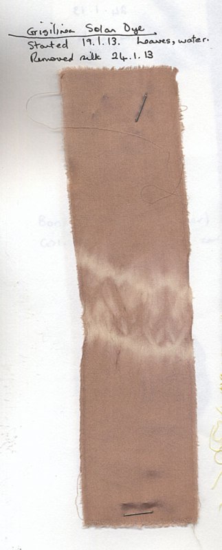 Griseliniesilksample