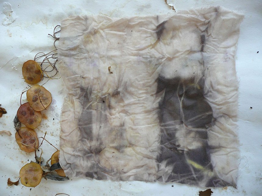 Cotinus-solar-cotton-bundle