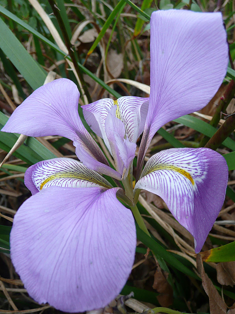Iris
