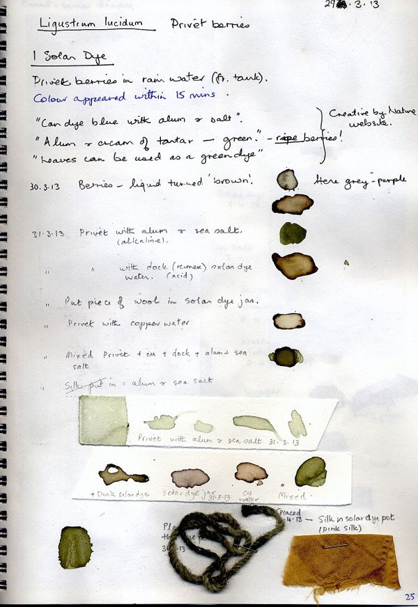 Privet-berries-paper-test