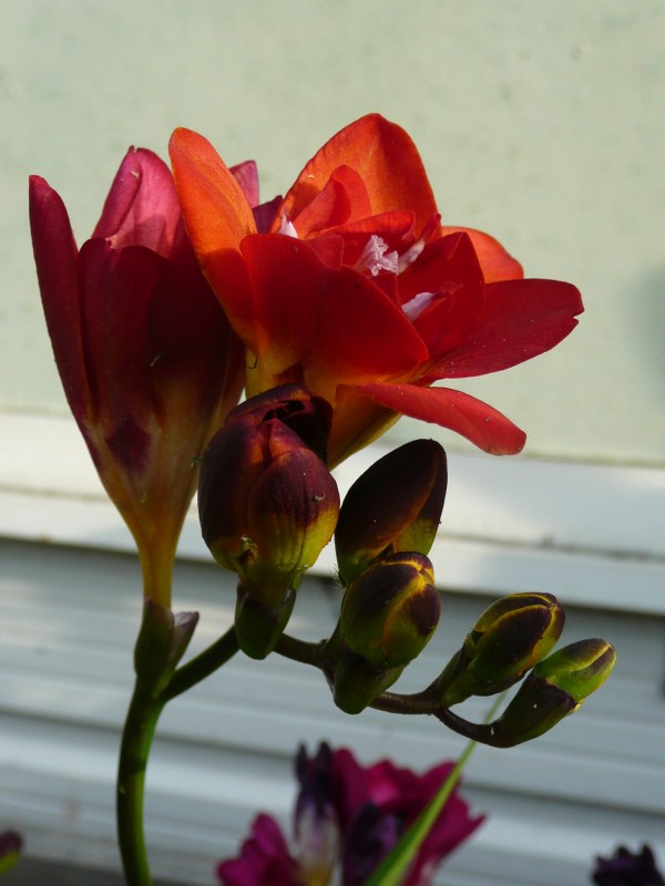 Freesia red