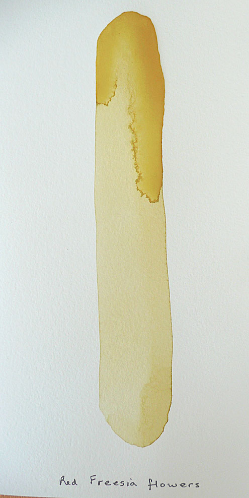 Red-freesia-on-paper