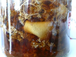 A-mollis-flower-solar