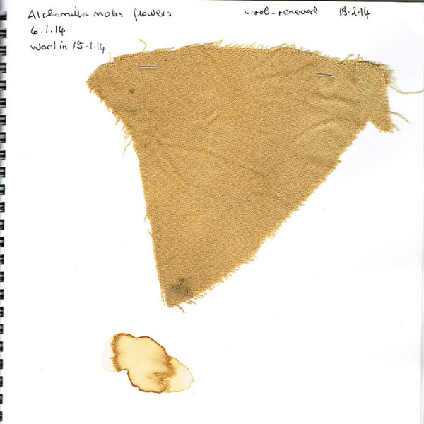 Alchemilla-mollis flowers