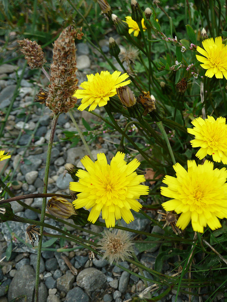 Yellow-with-plantain
