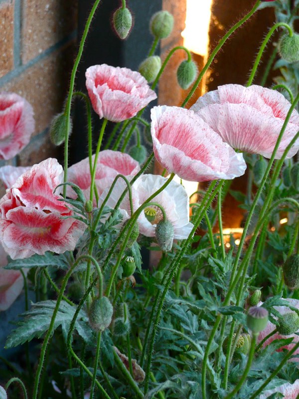 Poppies-for-2014