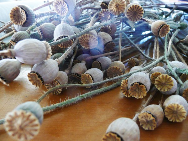 Poppy-seed-pods