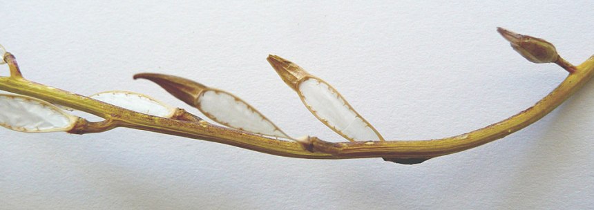 Rocket-seed-pod narrow